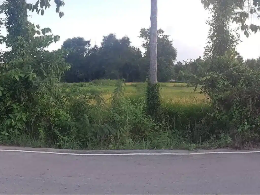 ขายที่ดิน 8-1-16.6 ไร่ ศรีสัชนาลัย สุโขทัย รูปที่ 3