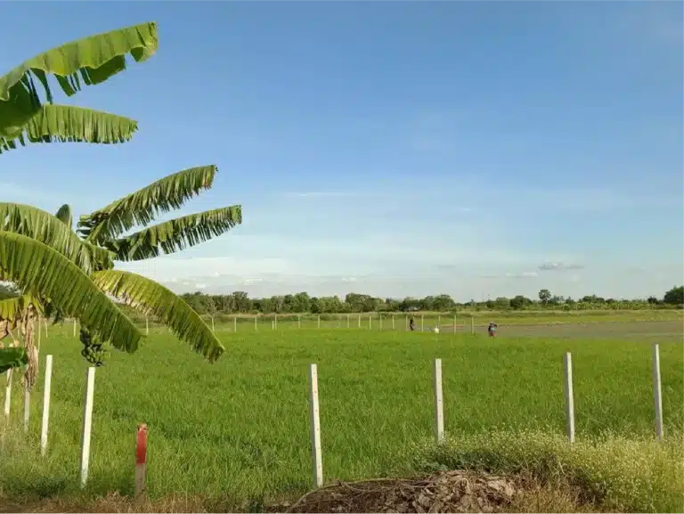 ขายที่ดิน 1 ไร่ ลาดหลุมแก้ว ปทุมธานี รูปที่ 4