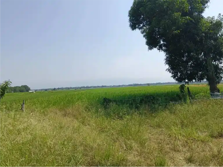 ขายที่ดิน 17 ไร่ 84 ตร.ว. ติดทางหลวงเพชรบูรณ์ รูปที่ 6