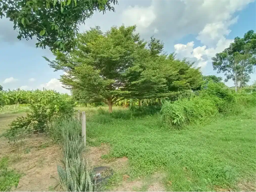 ขายที่ดิน 1-2-46 ไร่ ท่ายาง เพชรบุรี รูปที่ 4