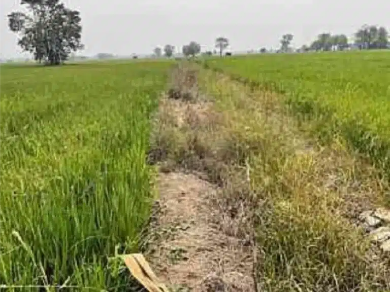 ขายที่ดิน 8-1-8 ไร่ พิชัย อุตรดิตถ์ รูปที่ 2