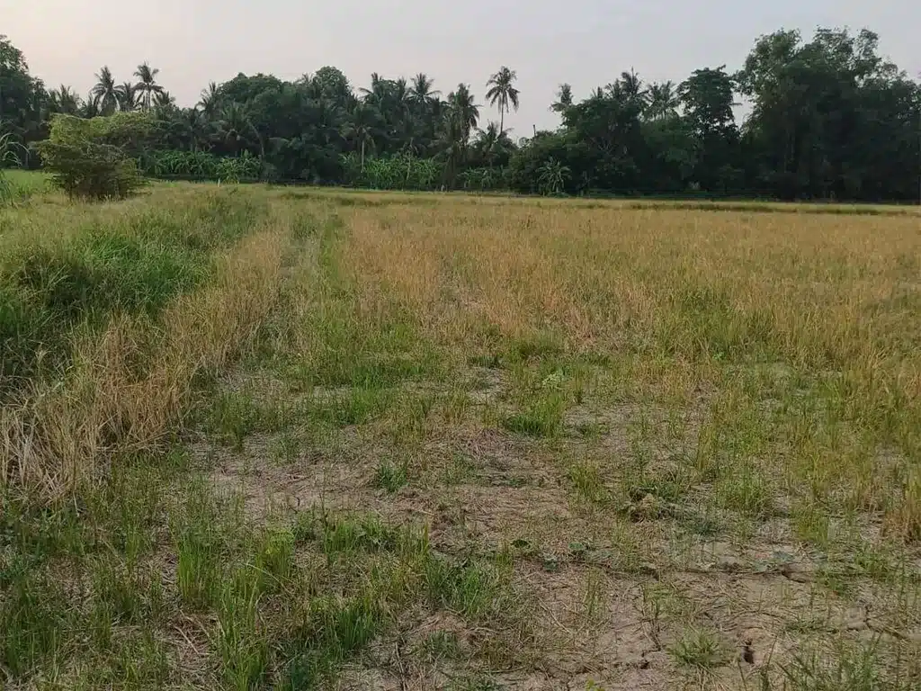 ขายที่ดิน 10-3-30 ไร่ แสวงหา อ่างทอง รูปที่ 2