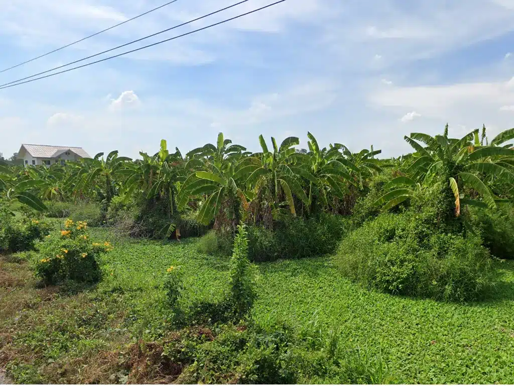 ขายที่ดิน 10 ไร่ หนองเสือ ปทุมธานี รูปที่ 3